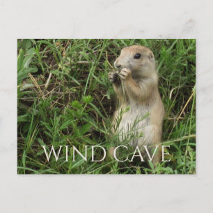 Prairie Hund permanent in Grass, Eating, Vind Cave Vykort