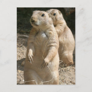 Prairie Hund Photo Postcard Vykort