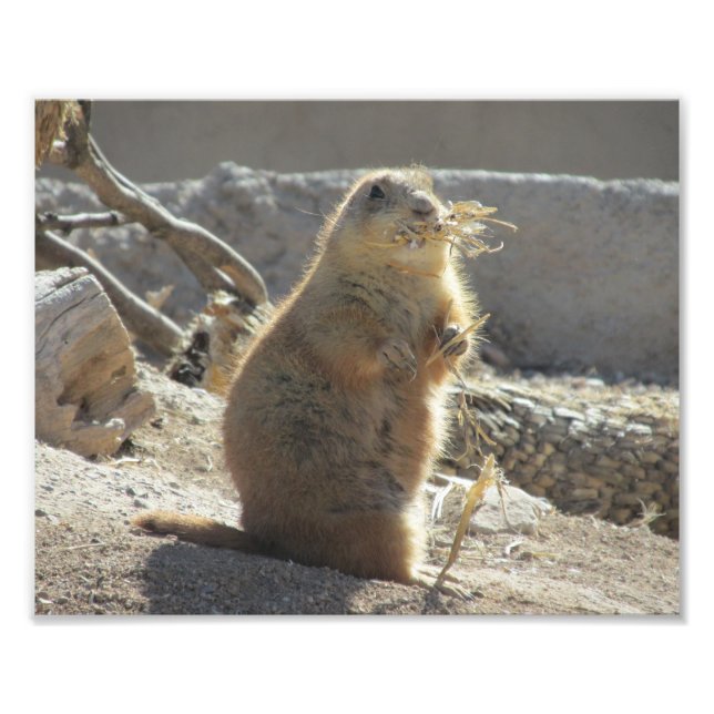Prairie Hund Photo Print Fototryck (Framsidan)