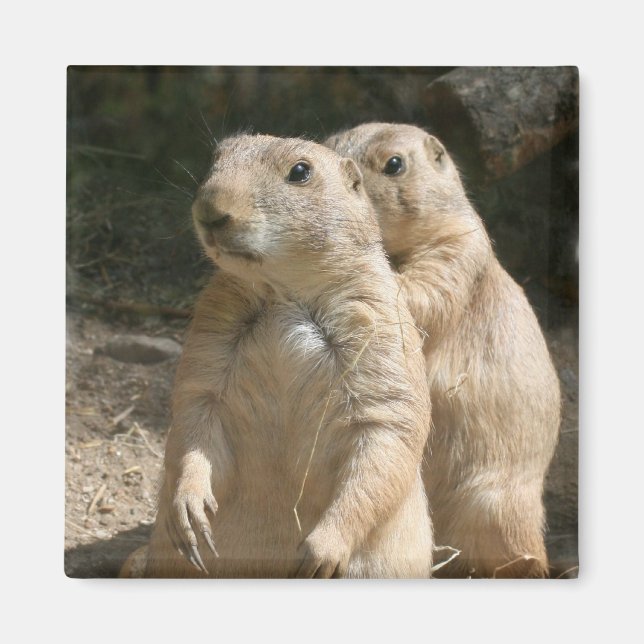 Prairie Hund Photo Square Magnet (Framsidan)