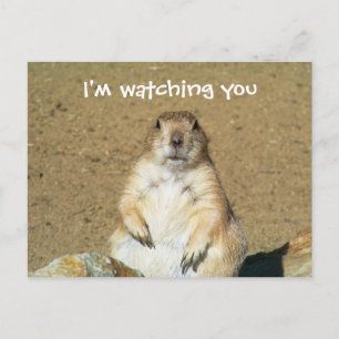 Prairie Hund Postcard Vykort