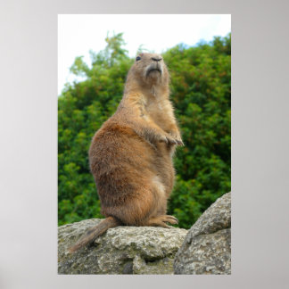 Prairie Hund Poster