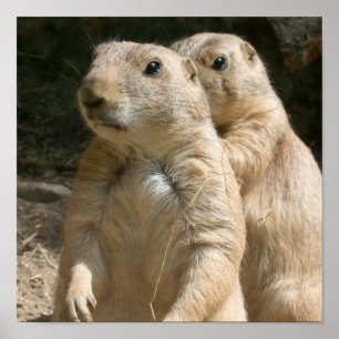 Prairie Hund Poster Skriv ut