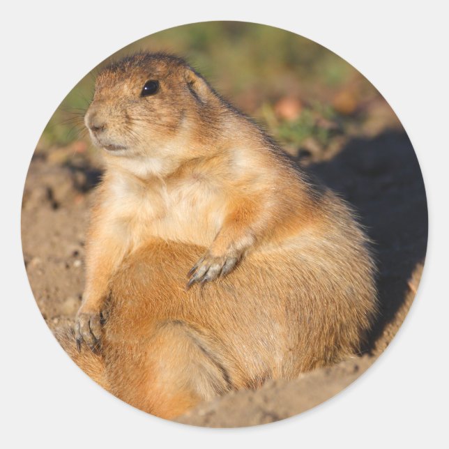 prairie hund runt klistermärke (Framsida)