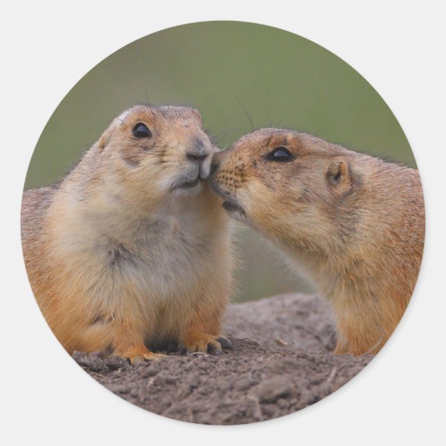 prairie hund runt klistermärke (Framsida)