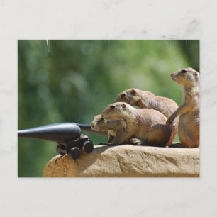 Prairie Hund Soldiers vykort