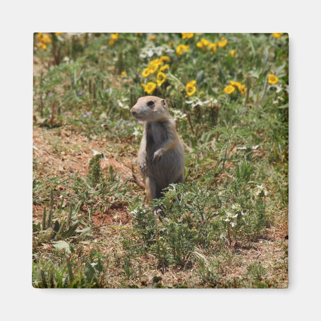 Prairie Hund Solo Magnet (Framsidan)