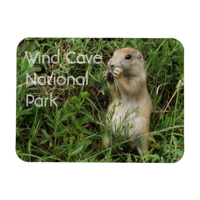 Prairie Hund ständiga, ätande i gräs, Vind Cave Magnet (Horisontell)