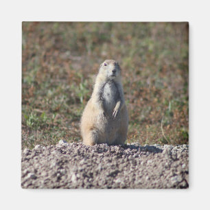 Prairie Hund vid Badlands nationalpark, Insida SD Magnet