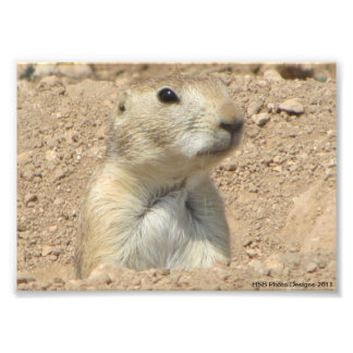 Prairie Hund vid San Angelo State Park i San Angel Fototryck