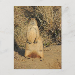 Prairie Hund Vykort
