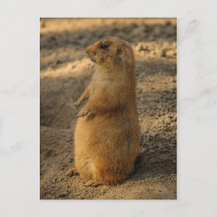 Prairie Hund vykort