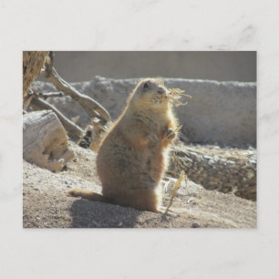 Prairie Hund vykort