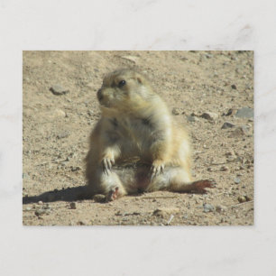 Prairie Hund vykort