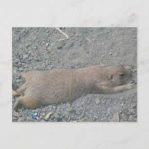 Prairie Hund Vykort