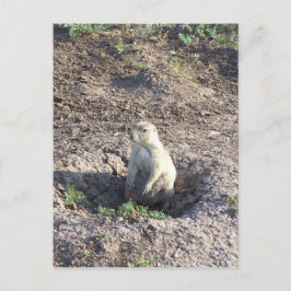 prairie hund, wildlife, gullkrit, Wichita Mnts Vykort