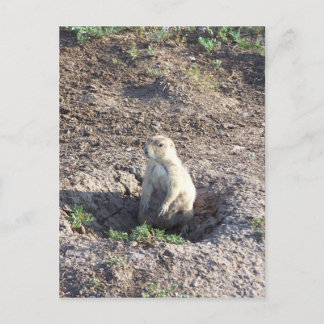 prairie hund, wildlife, gullkrit, Wichita Mnts Vykort