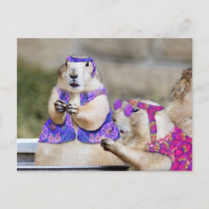 Prairie Hundar är GROOVY! Vykort