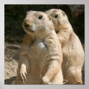 Prairie Hundar Poster Skriv ut