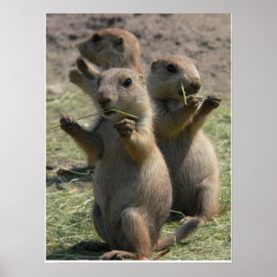 PRAIRIE HUNDAR SOM LUNCH POSTER