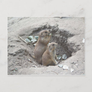 Prairie Hundar Vykort