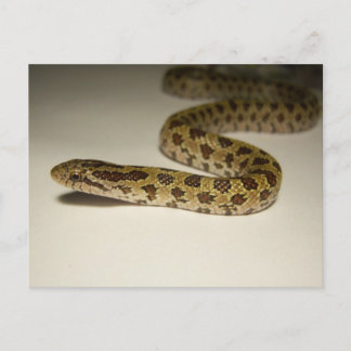 Prairie Kung Snake Vykort