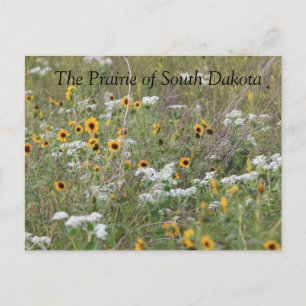 Prairie of South Dakota Postcard Vykort