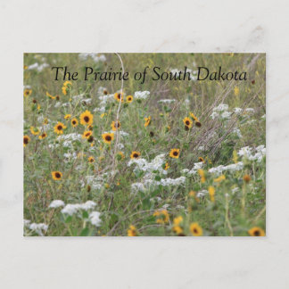 Prairie of South Dakota Postcard Vykort