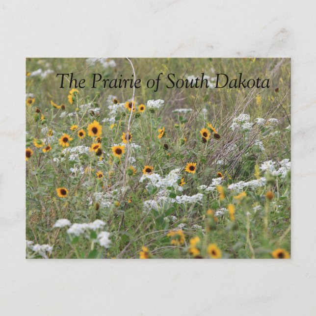 Prairie of South Dakota Postcard Vykort (Framsida)
