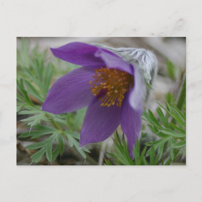 Prairie Pasque North South Dakota, statsblomma Vykort (Framsida)