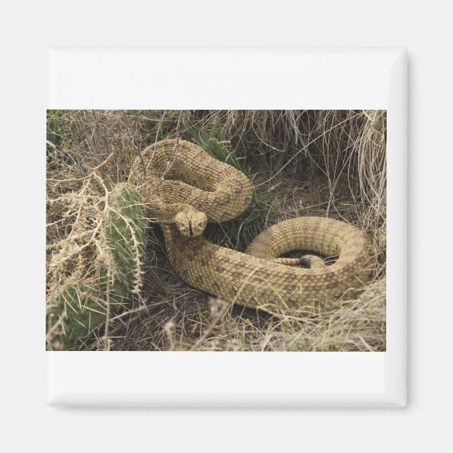 Prairie rattlesnake with cactus magnet (Framsidan)
