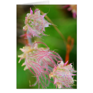 Prairie Smoke Hälsningskort