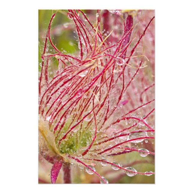 Prairie Smoke i regnet vid Theodore Fototryck (Framsidan)