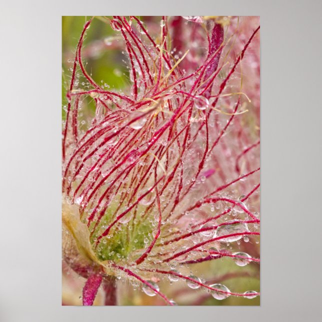 Prairie Smoke i regnet vid Theodore Poster (Framsidan)