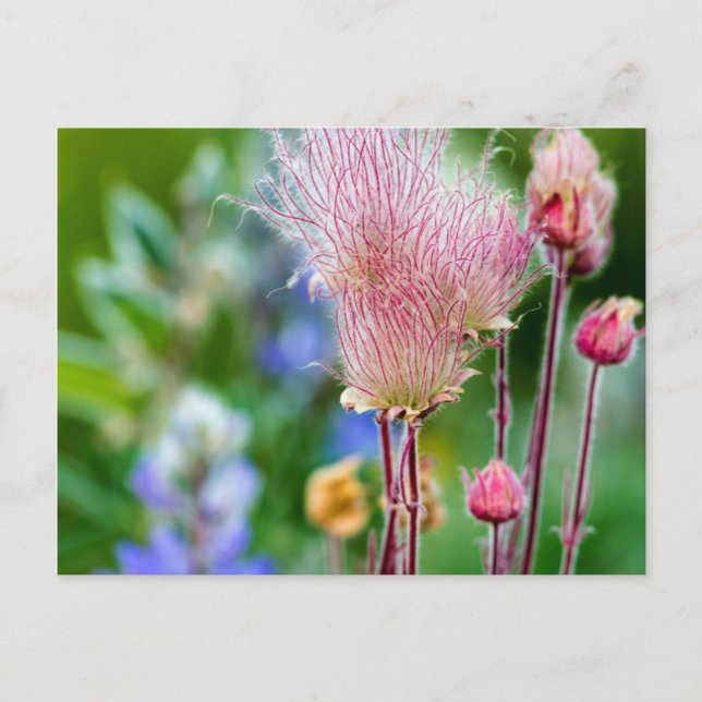 Prairie Smoke Wildblommor i Aspen Grove 2 Vykort (Framsida)