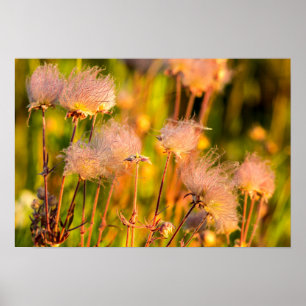 Prairie Smoke Wildblommor i Aspen Grove Poster