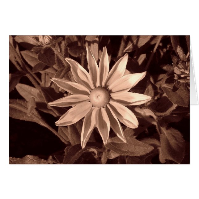 Prairie Sol Rudbeckia B&W Hälsningskort (Framsidan Horizontal)