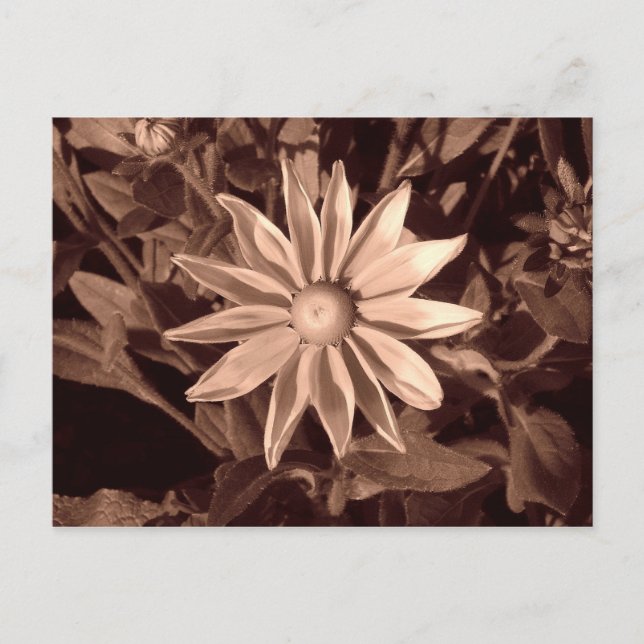 Prairie Sol Rudbeckia - Sepia Vykort (Framsida)