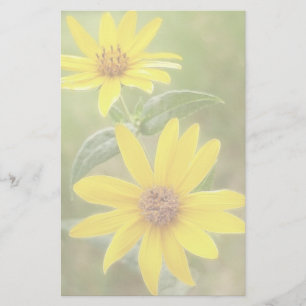 Prairie Solros - Helianthus maximilianii Brevpapper