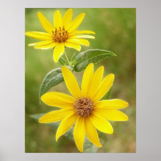Prairie Sunblomma - Helianthus maximilianii Poster (Framsidan)