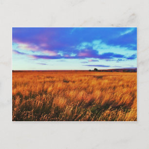 Prairie Sunset Vykort