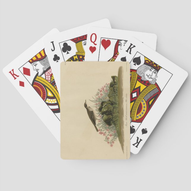 Prairie Titlark (Pipit) Audubon's Birds of America Casinokort (Baksidan)