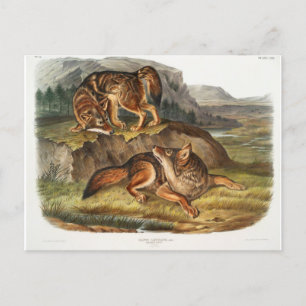 Prairie Varg av John Woodhouse Audubon Vykort