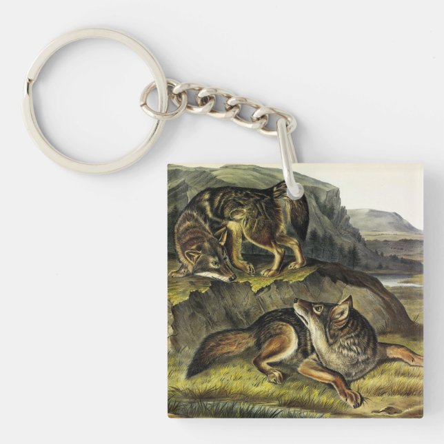 Prairie Varg (Coyote) från Audubon's Quadrupeds (Framsidan)