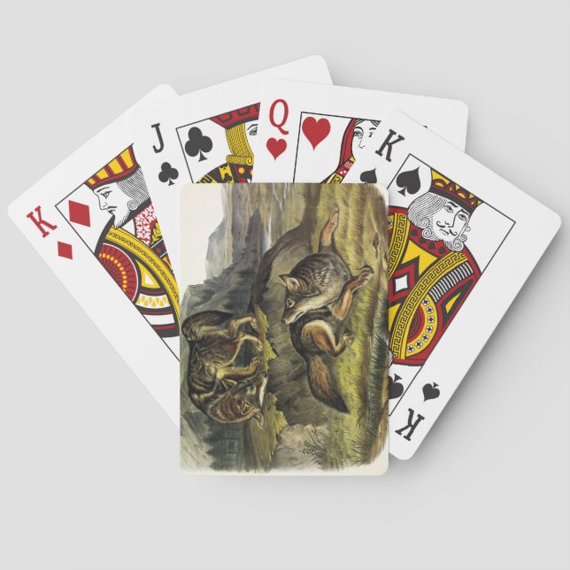 Prairie Varg (Coyote) från Audubon's Quadrupeds Casinokort (Baksidan)