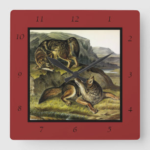 Prairie Varg (Coyote) från Audubon's Quadrupeds Fyrkantig Klocka