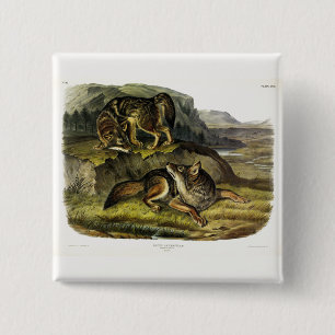 Prairie Varg (Coyote) från Audubon's Quadrupeds Knapp
