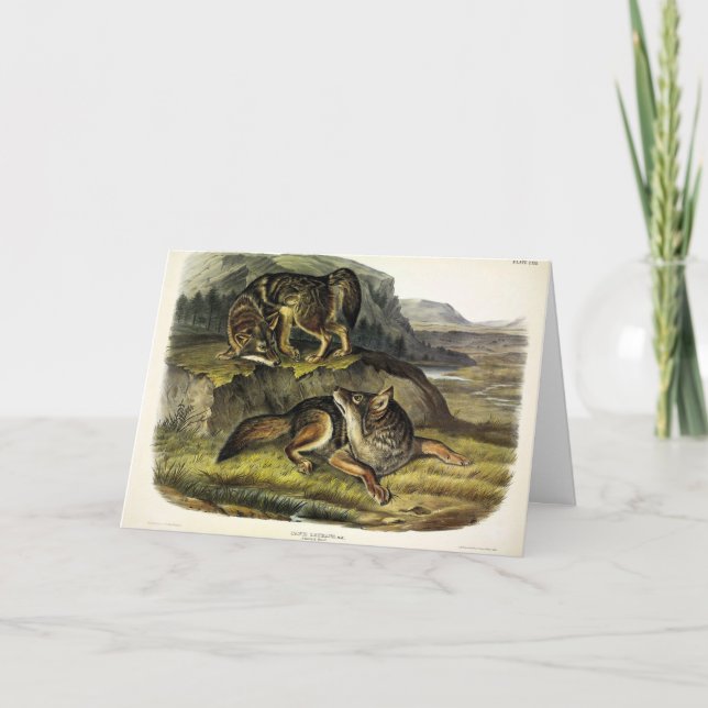 Prairie Varg (Coyote) från Audubon's Quadrupeds Kort (Framsida)