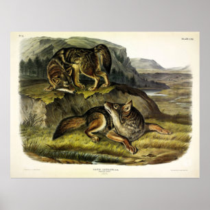 Prairie Varg (Coyote) från Audubons Quadrupeds Poster