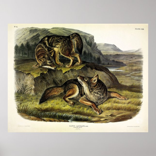Prairie Varg (Coyote) från Audubon's Quadrupeds Poster (Framsidan)